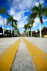 Yellow dividing lines on road on tropic street