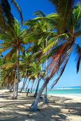 Coconut palm tree on tropical sandy beach near caribbean sea
