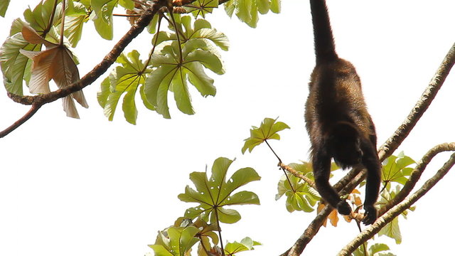 Howler Monkeys 6. Howler monkeys in a tree in Costa Rica. Hanging by its tail and eating. Young howler crawls underneath.
