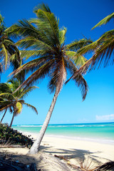 Palm tree on caribbean beach with turquoise water