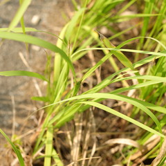 The grasshopper which hides in the back of the grass.