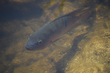 Poisson d agrément Floride 