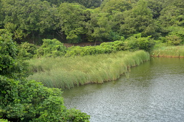 Fototapeta na wymiar The pond where a reed grows.