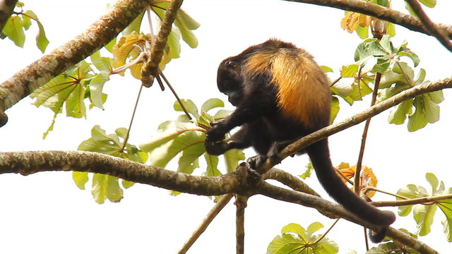 Howler Monkeys 17. Howler monkey relaxing in a tree in Costa Rica.