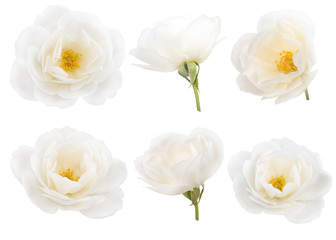 Obraz na płótnie Canvas Set of six white roses isolated on white