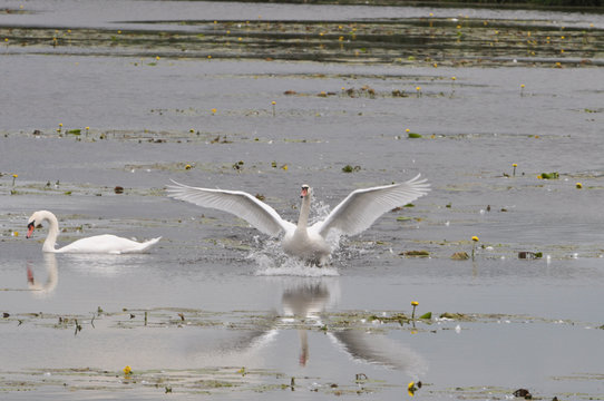 landender Schwan