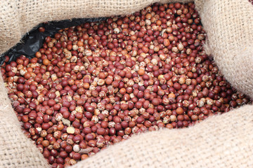 a lot of pigeon pea for background