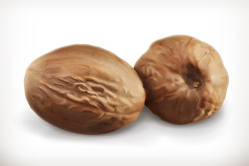 Nutmeg, vector icon