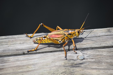 Sauterelle &agrave; Miami 