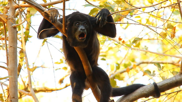 Howler Monkeys 17. Howler monkey relaxing in a tree in Costa Rica.