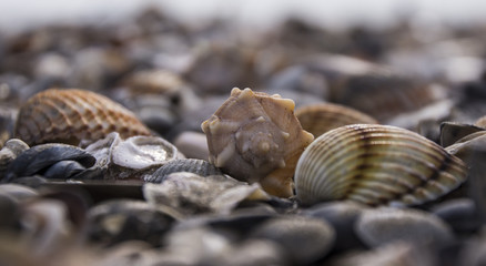 Muscheln 2