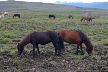 icelandic horses