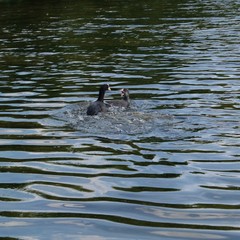 Kampf zweier Wasservögel