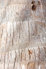 Palm crust macro