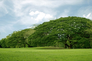 Lawn in garden with an old tree