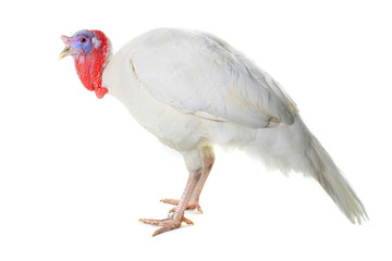 Turkey