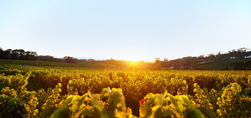 Sunset over vineyard