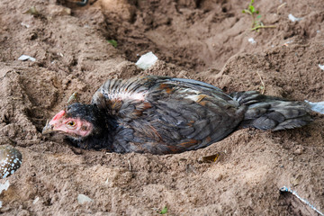 Chicken lie down on soil ground