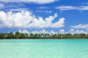 Palms on caribbean sea coastline