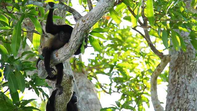 Howler Monkeys 17. Howler monkey relaxing in a tree in Costa Rica.