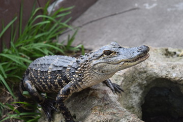 Alligator curieux 