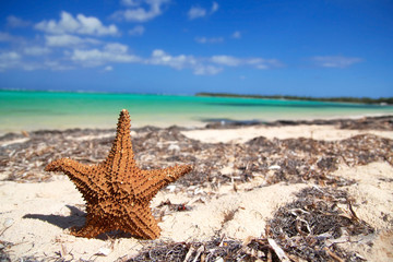 Fototapeta na wymiar Starfish on caribbean beach