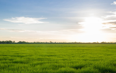 Fototapeta na wymiar young rice field