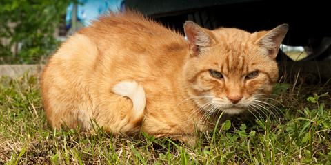 Ginger cat