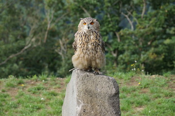 Uhu auf einem Felsen, bei einer Flugschau im Wild&Freizeitpark Klotten, in Cochem Germany 