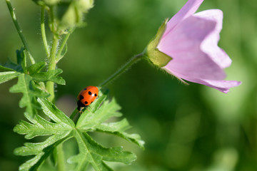 Ladybug on flower