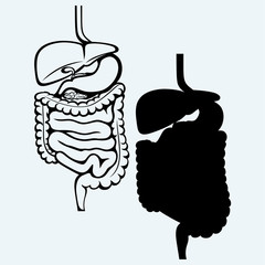 Internal human digestive system. Isolated on blue background