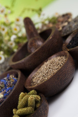 Fresh medicinal herbs on wooden background