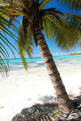 Beautiful palm on caribbean sea