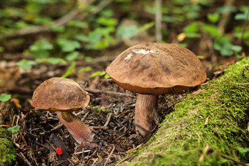 Edible mushrooms -  neoboletus luridiformis