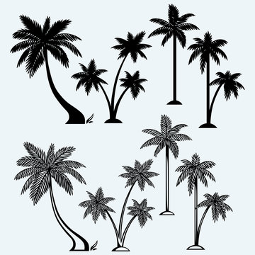 Silhouette of palm trees. Isolated on blue background