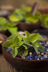 Fresh medicinal herbs on wooden background