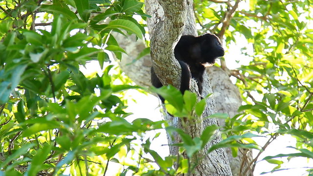 Howler Monkeys 17. Howler monkey relaxing in a tree in Costa Rica.