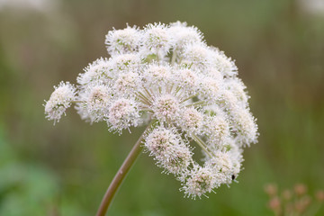 Valeriana officinalis