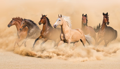 Fototapeta na wymiar Horse herd run in desert sand storm