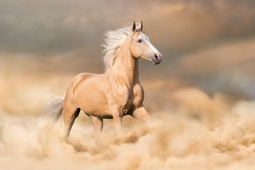 Obraz na płótnie Canvas Palomino horse with long blond male run in dust