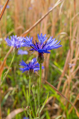 Cornflower (Centaurea cyanus) on a ripe wheat field