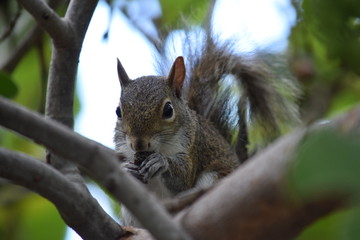 Écureuil de Floride 