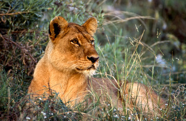 a lioness taken in Moremi Wildlife Reserve
