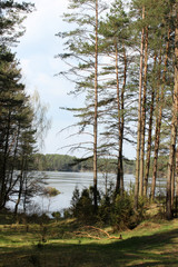 Obraz premium pine forest.