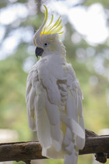 White parrot sitting on a branch. Белый попугай сидит на ветке.