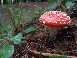 Amanita Phalloides
