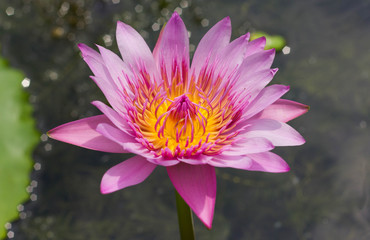 pink water lily in the pond