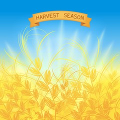 Obraz premium .Harvest season - Banner design with ribbon and ears. Vector eps 10
