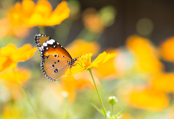 Naklejka premium Yellow Butterfly sucking nectar from flowers