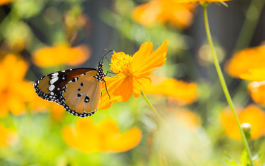butterfile  with yellow flowers